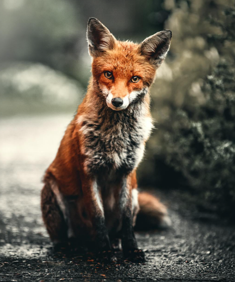 Een vos zittend in de natuur
